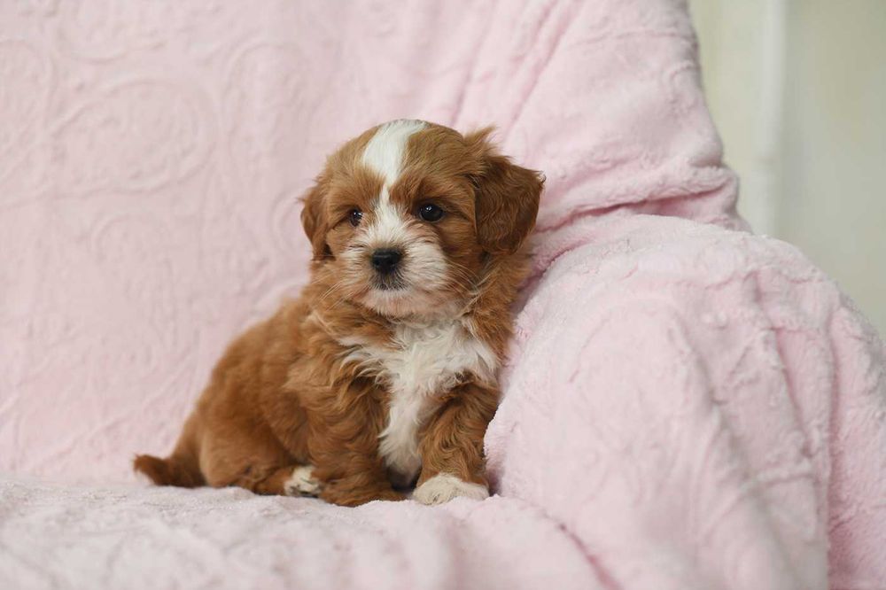 Maltipoo-uroczy chlopiec