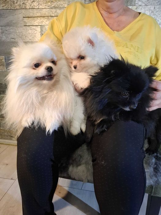 Szpic miniaturowy pomeranian