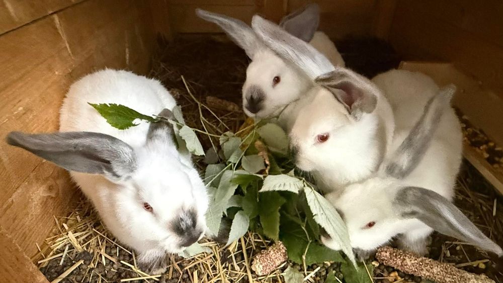 Króliki kalifornijskie