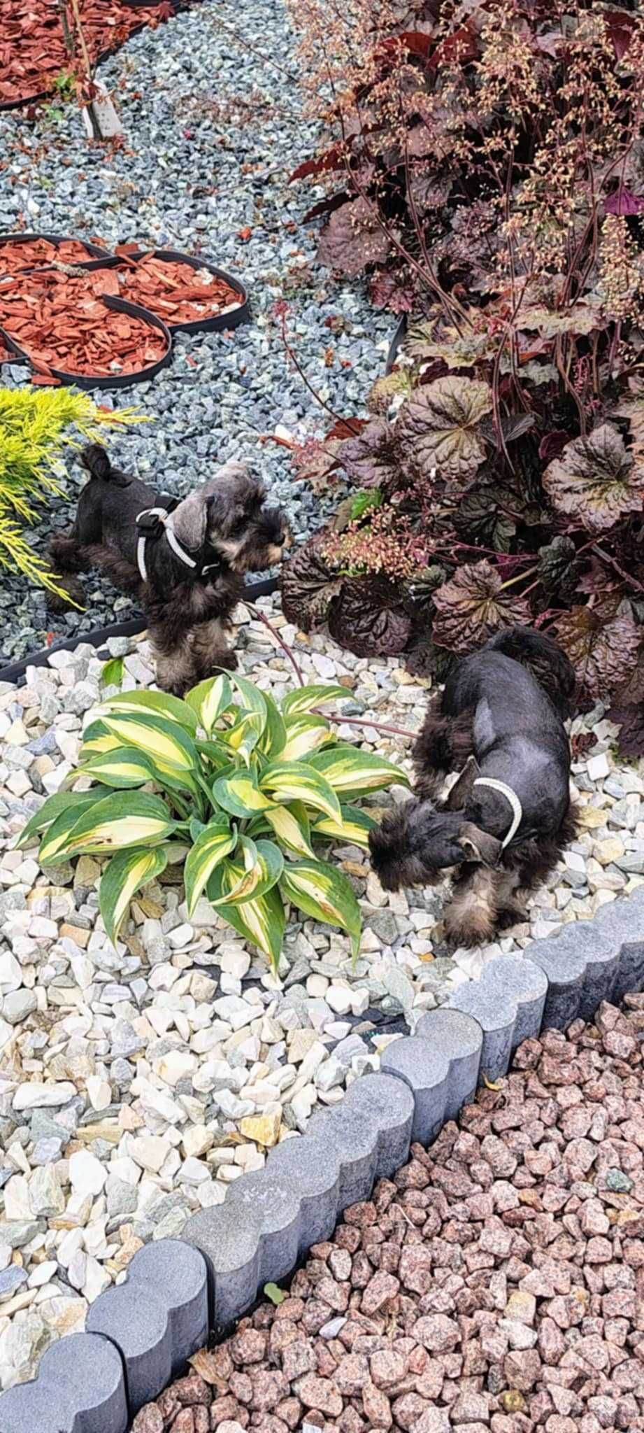 Sznaucer miniaturowy suczka