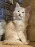 Maine coon kot Maine coon do odbioru