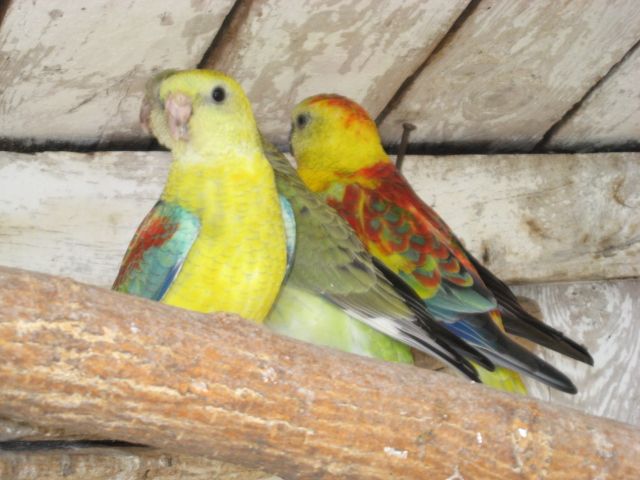 Певчие попугаи в г.Ахтырка.Разные окрасы певчих попугаев.