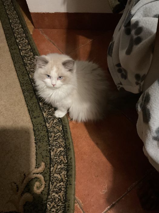 Roczny kocurek ragdoll