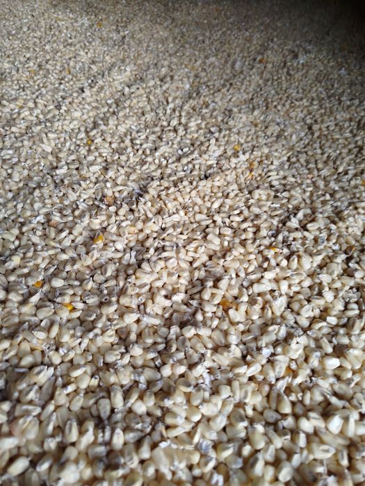 Milho branco colheita 2025