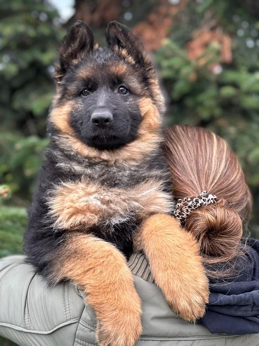 Cudowna sunia owczarek niemiecki