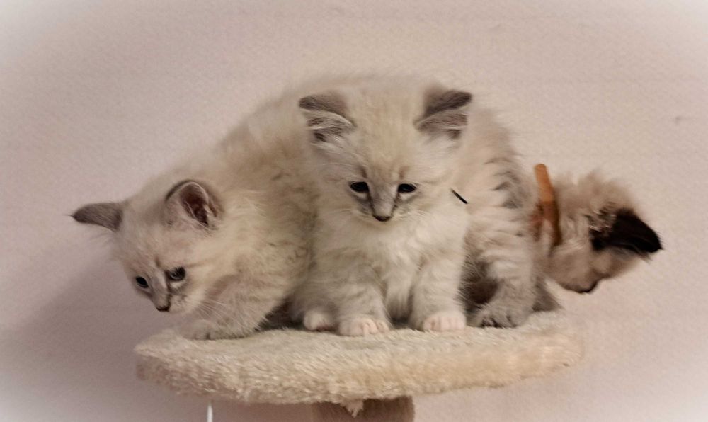 Kocurek Neva Masquerade – Rezerwacja