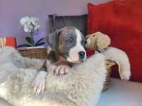 Cudowna suczka Amstaff!