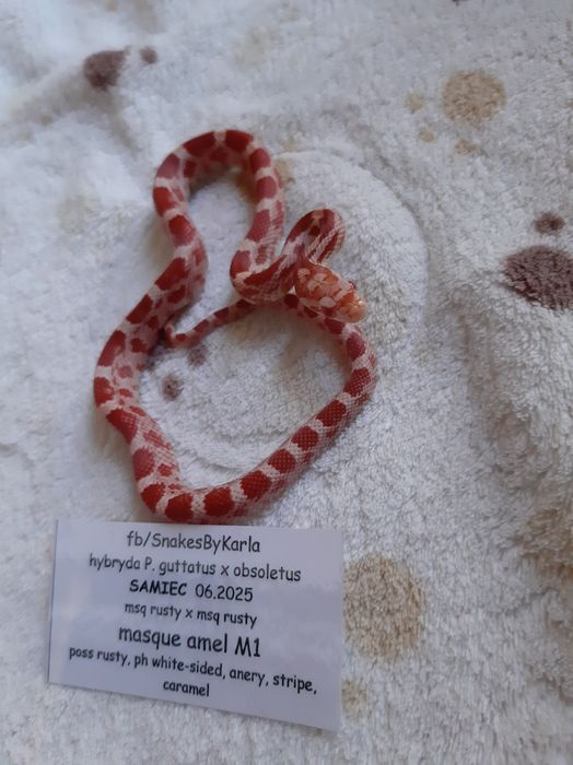Wąż hybryda zbożówka x obsoleta, beastcorn, czerwony, młody jedzący