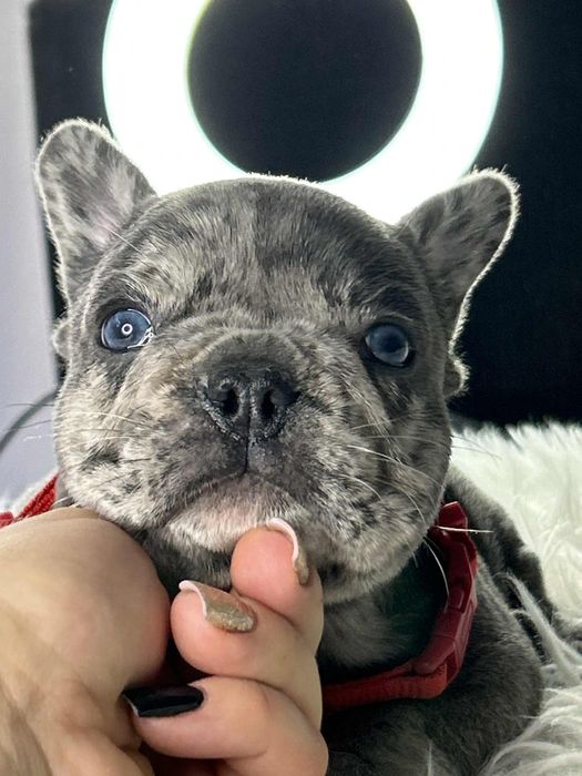 Buldog francuski Piesek