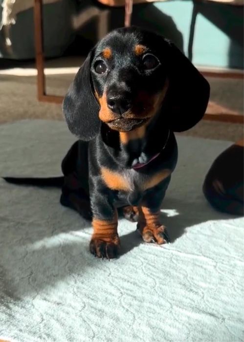 Teckel Femea miniatura !!