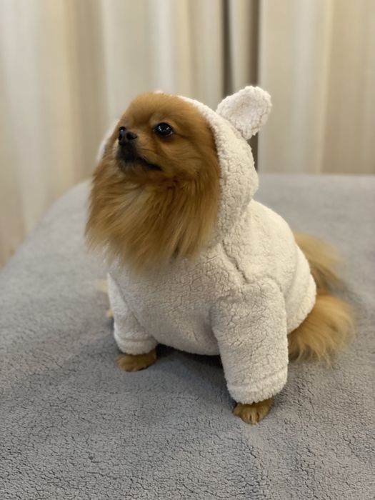 Худі Тедді для Вашої собаки