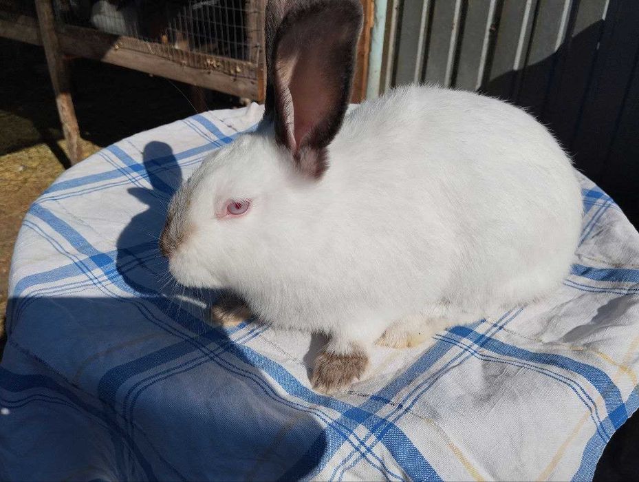 Продаються кроленята породи Каліфорнія
