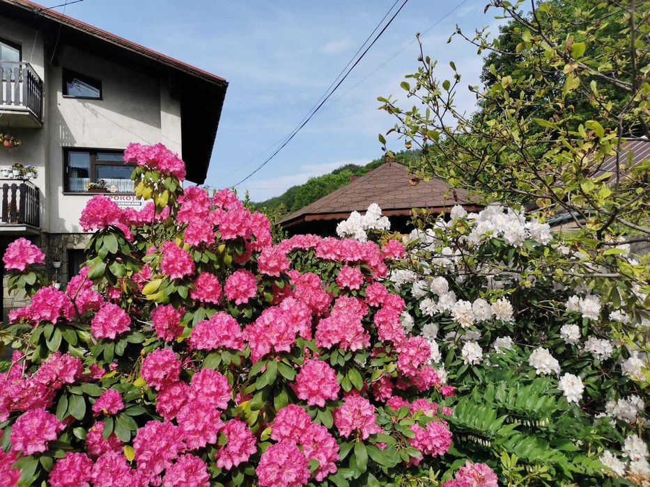 Wynajem pokoi gościnnych U Piotra .