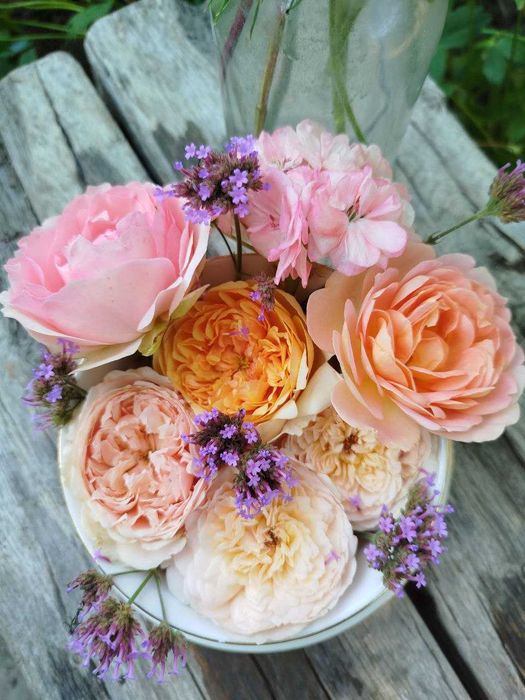 Насіння набір 6-уп. вербени бонарської"Verbena bonariensis"Сад