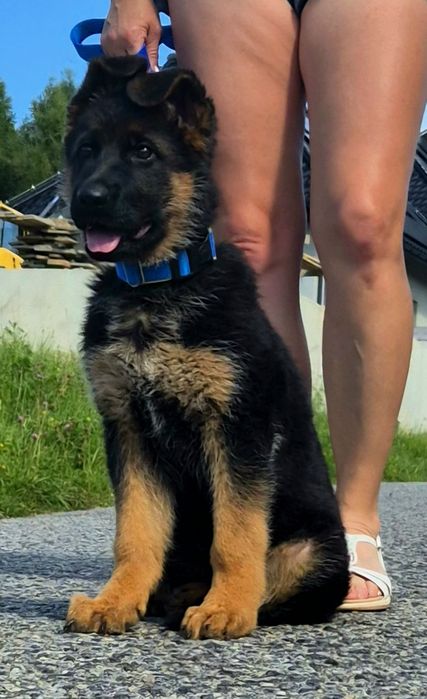 Owczarek niemiecki krótkowłosy