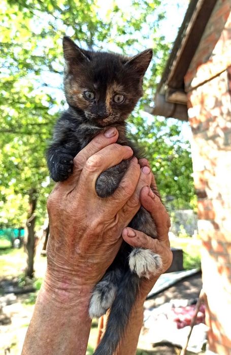 Котята котики отдам  котенок девочка