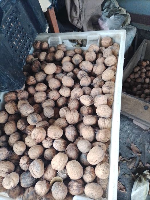 Продам орехи грецкие крупные.