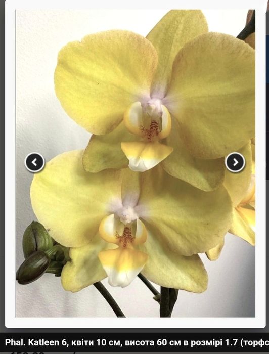 Орхідея фаленопсис- підліток сорту Katleen(10cm)