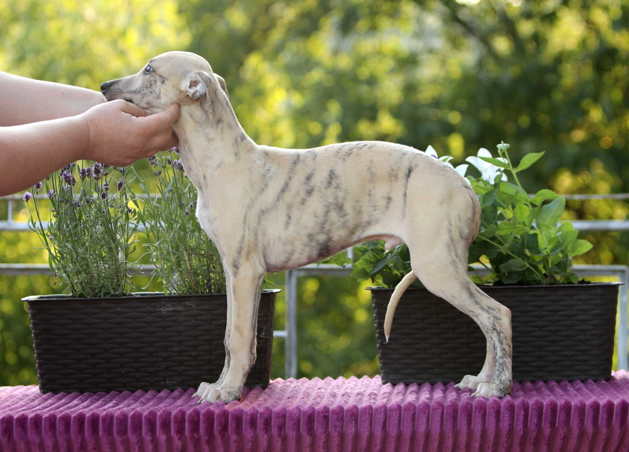 Whippet Chart angielski ZKwP/FCI śliczny piesek PORVENIR "Venio"
