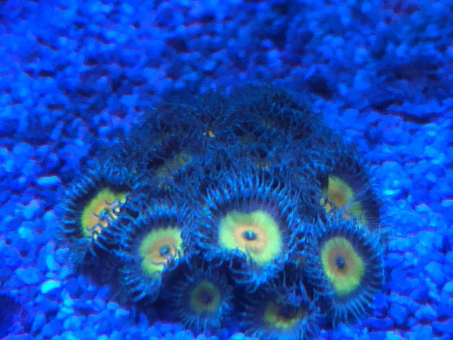 Vendo palythoa capitain jerk