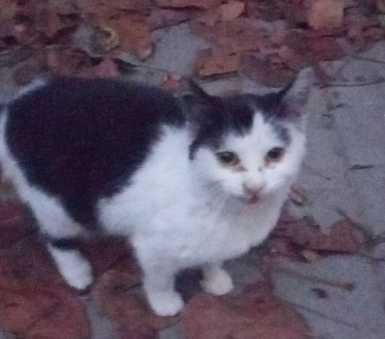 Шукаємо дім для кошенятки Шуши!