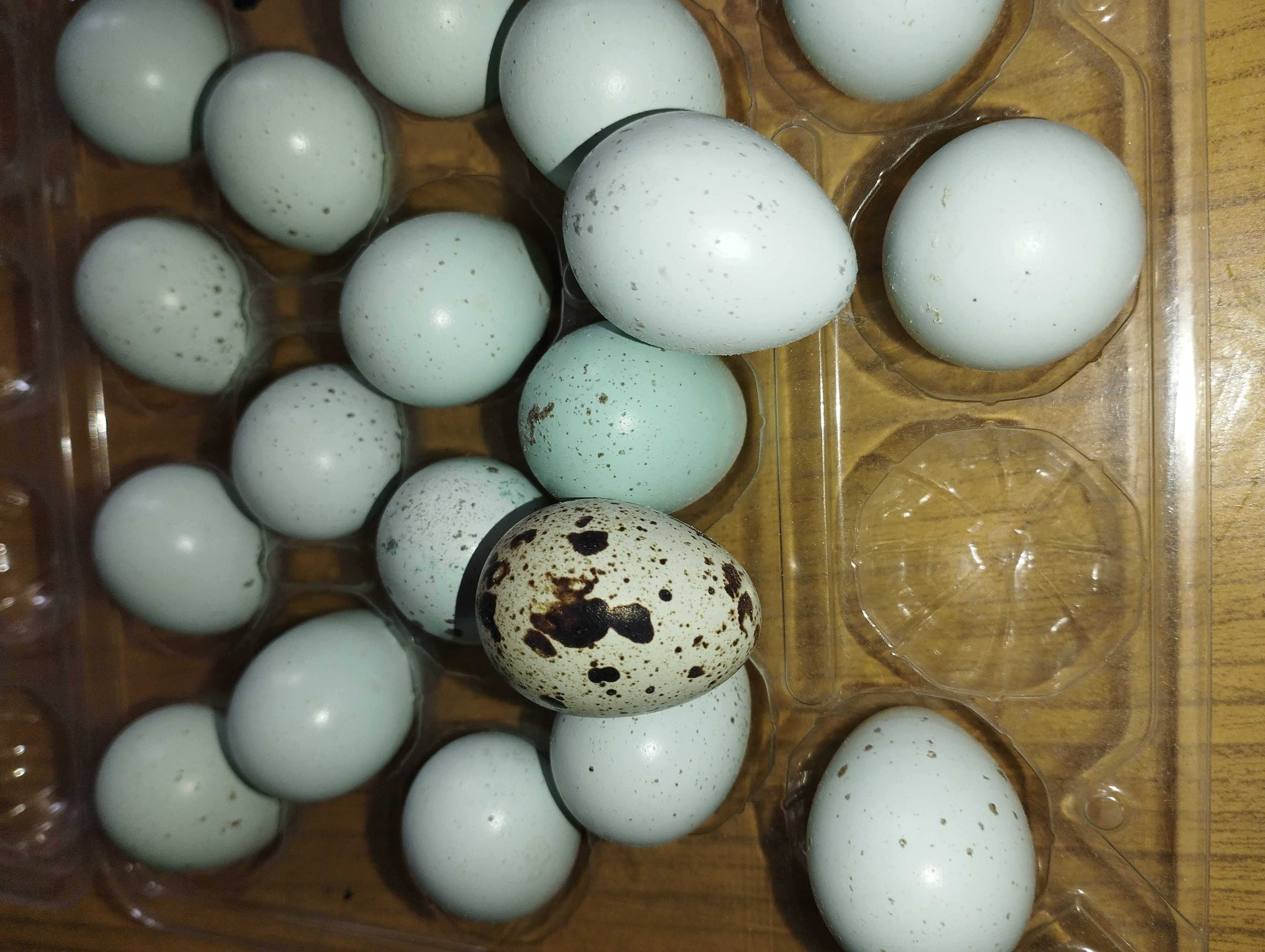 Jaja ,jajka przepiórek celadon ( najzdrowsze)