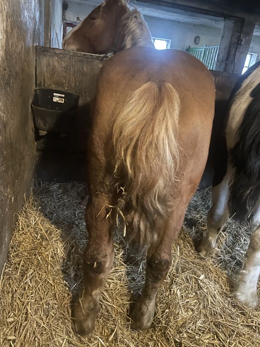 Klacz, konie, kobyła