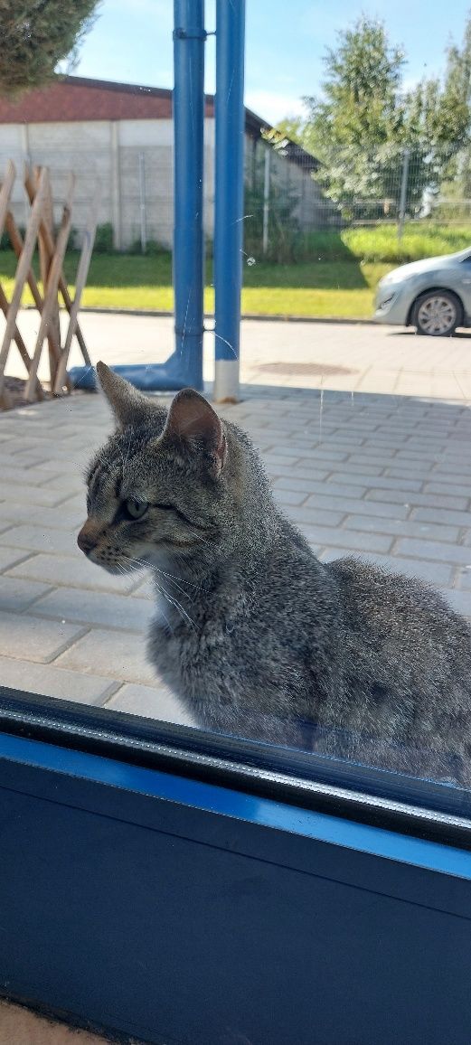 Pilnie! Szukamy domu dla młodego kocurka, kotek do adopcji