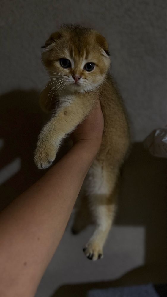 Kcurek scottish fold