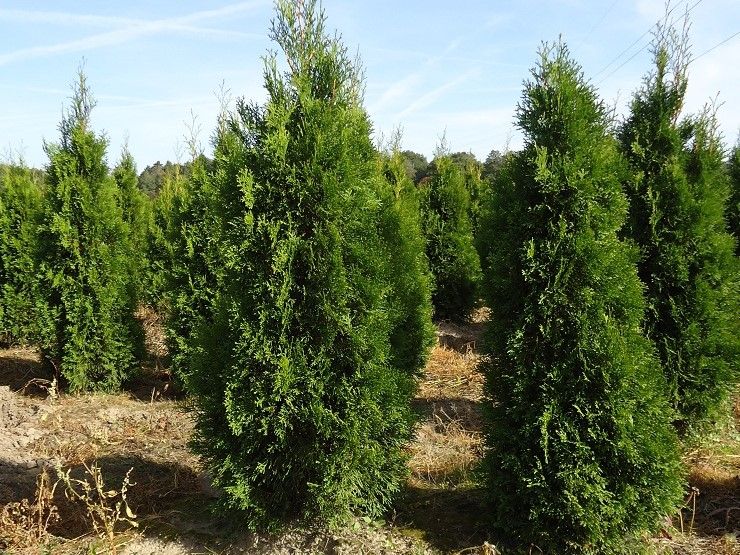 Tuja Szmaragd! 160,180,200,220cm! Tuje! Thuja Smaragd! Dowóz! Sadzimy!