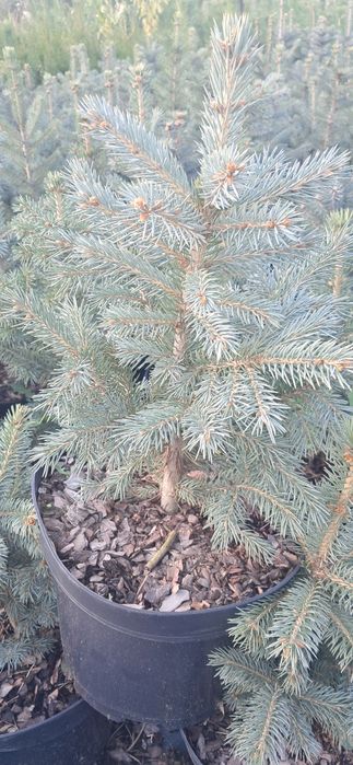 Голуба ялинка в горщику!