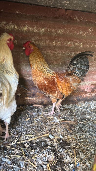 Galos de raça para venda e troca