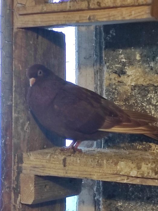 Winerki/murzyny/tiplery/łyski/budapeszty świetne na mamki