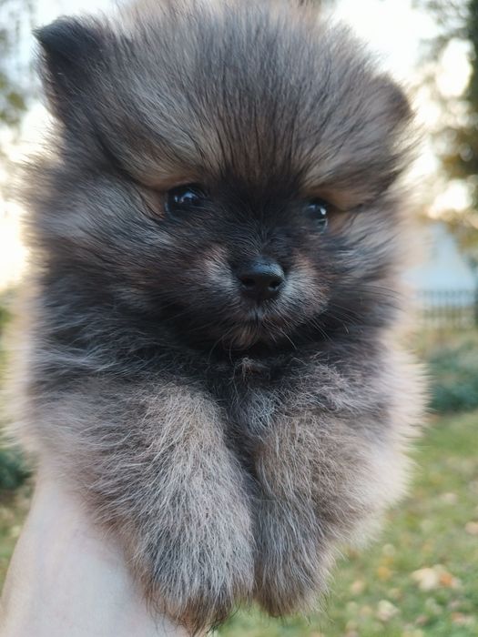 Szpic miniaturowy- Pomeranian