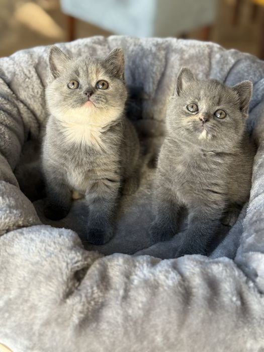 Kotki brytyjskie krótkowłose – szylkret (niebiesko-kremowe)