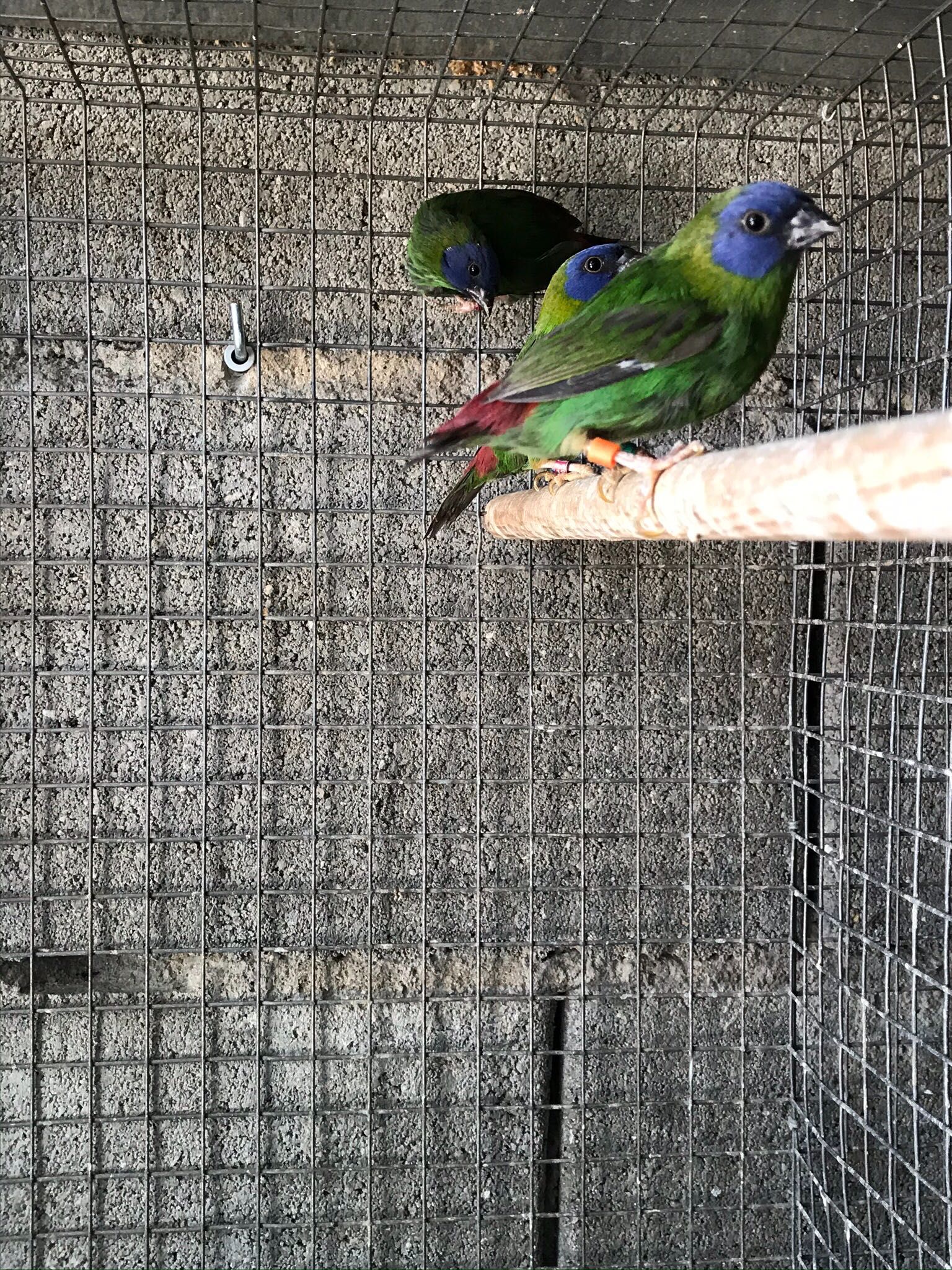 Aves exóticas tricolores verdes