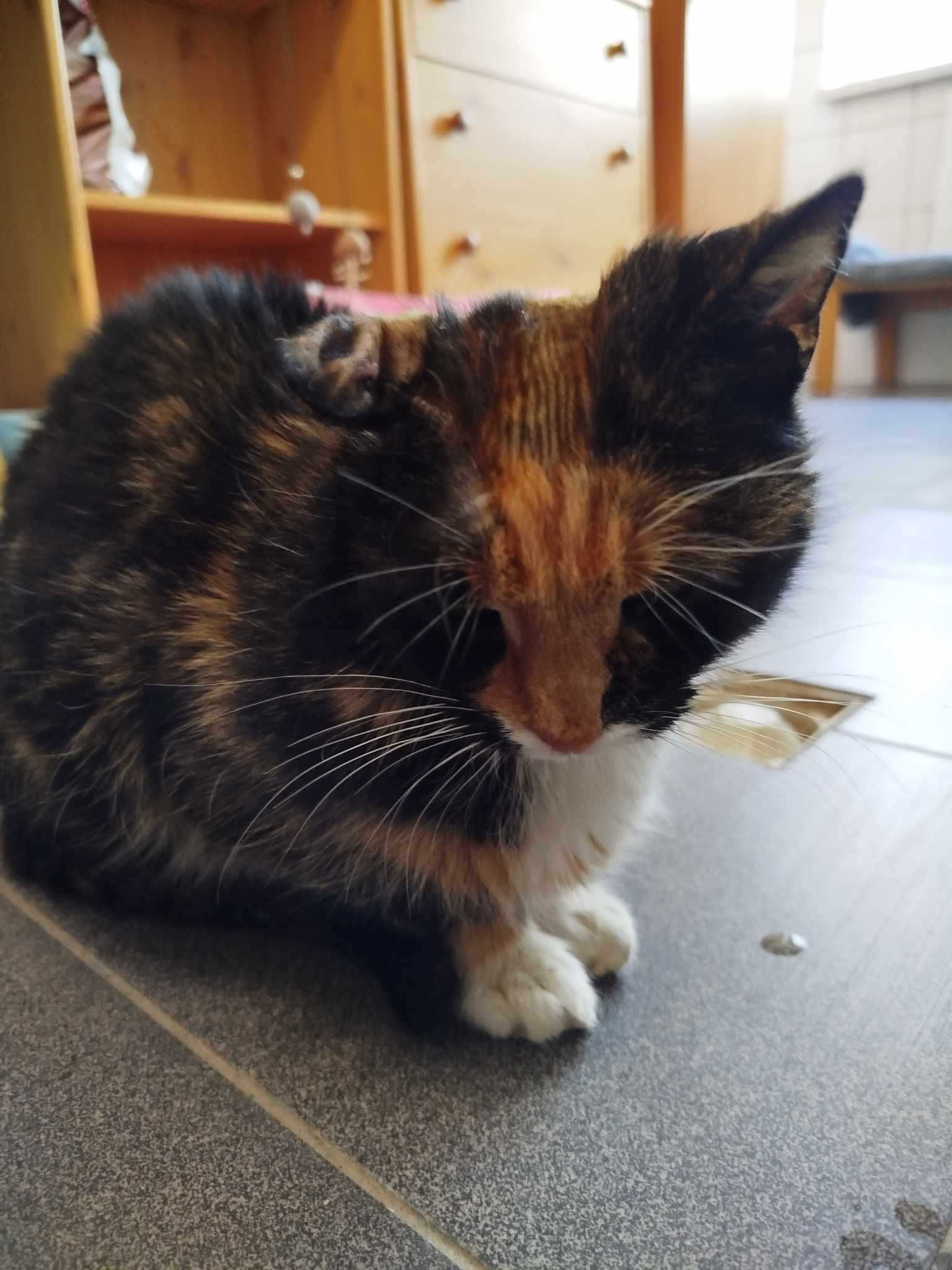 USZATKA kotka szylkretka kot adopcja schronisko