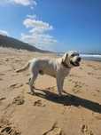 Labrador para montas
