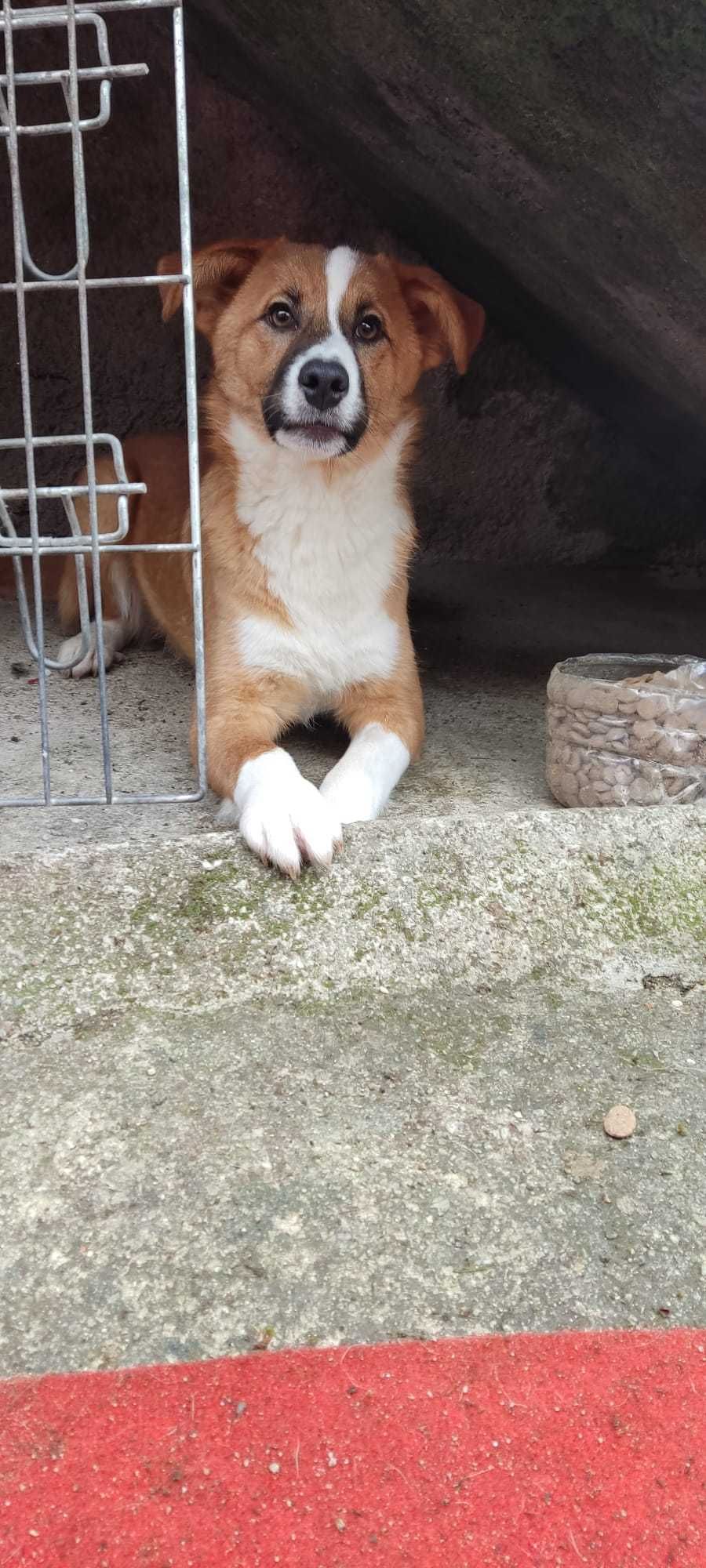 Cachorros abandonados (cinco meses)