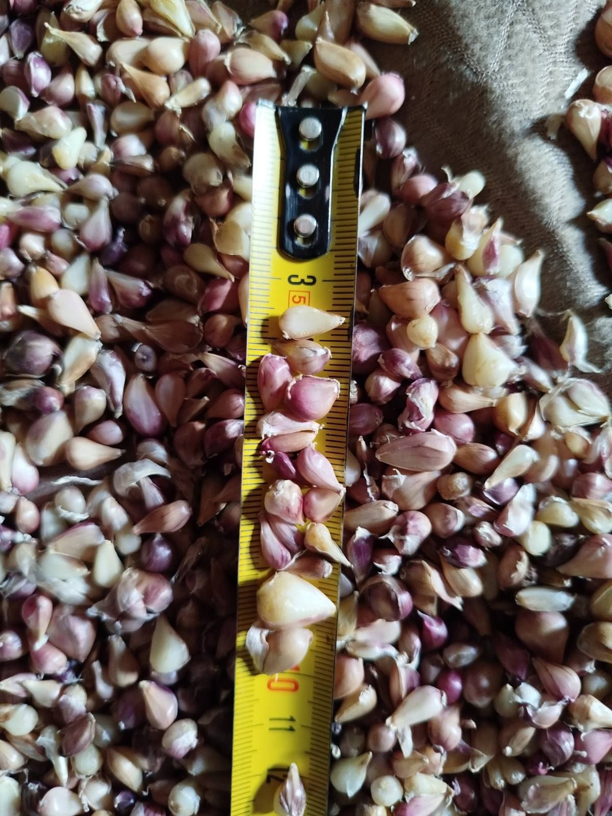 Продам воздушку часнику ,сорт Любаша.Відкалібрована :до 5мм.,по100грн,