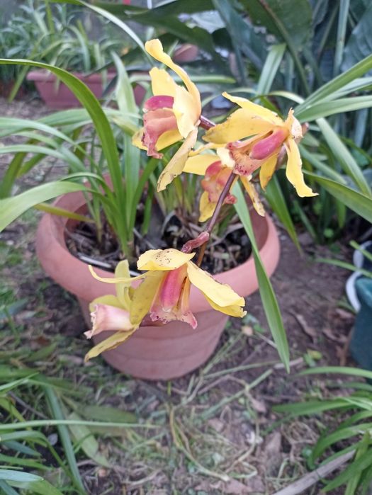 Orquídeas várias cores e romanzeira de Jardim