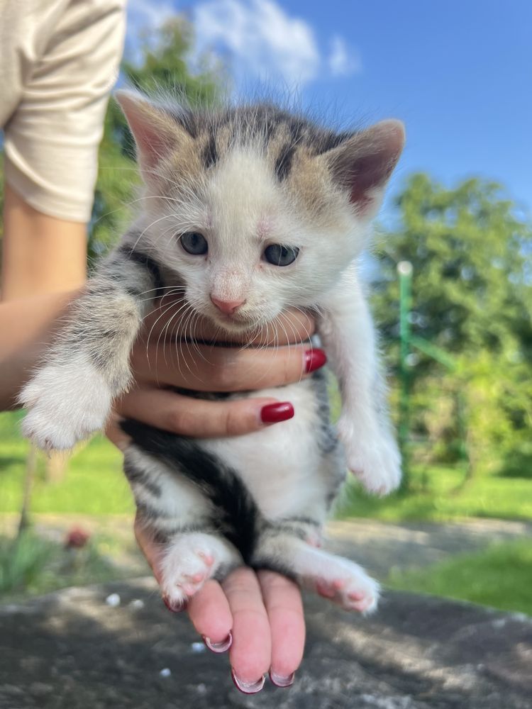 Кошенята,котята,кіт,киця,кицька, котик,котенята в хороші руки
