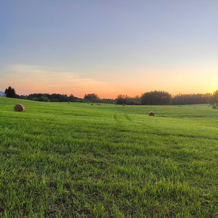 Mieszanka traw życica lucerna koniczyna trawa wysyłka