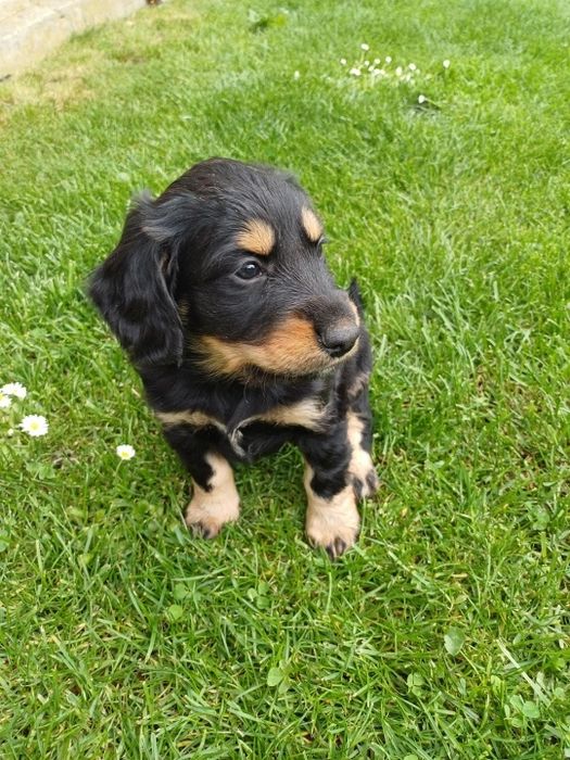 Cocker spaniel aktualne