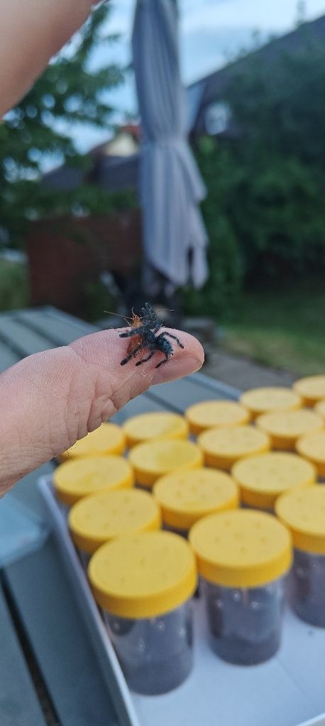 Caribena Versicolor L2/3
