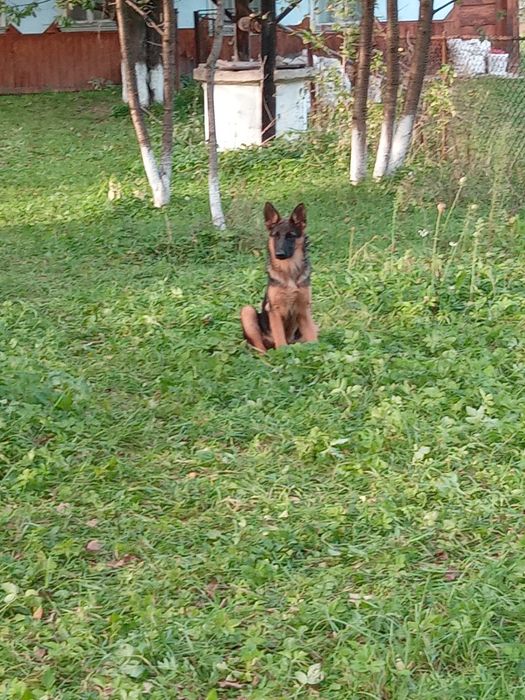 Продам німецьку вівчарку,дівчинку.