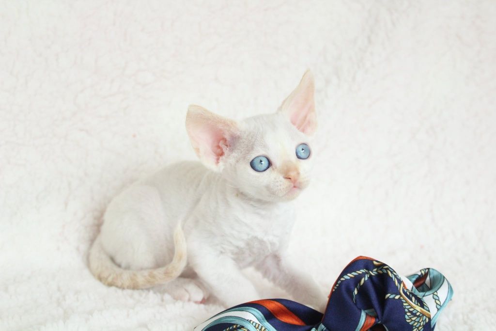 Kocurek devon rex FPL