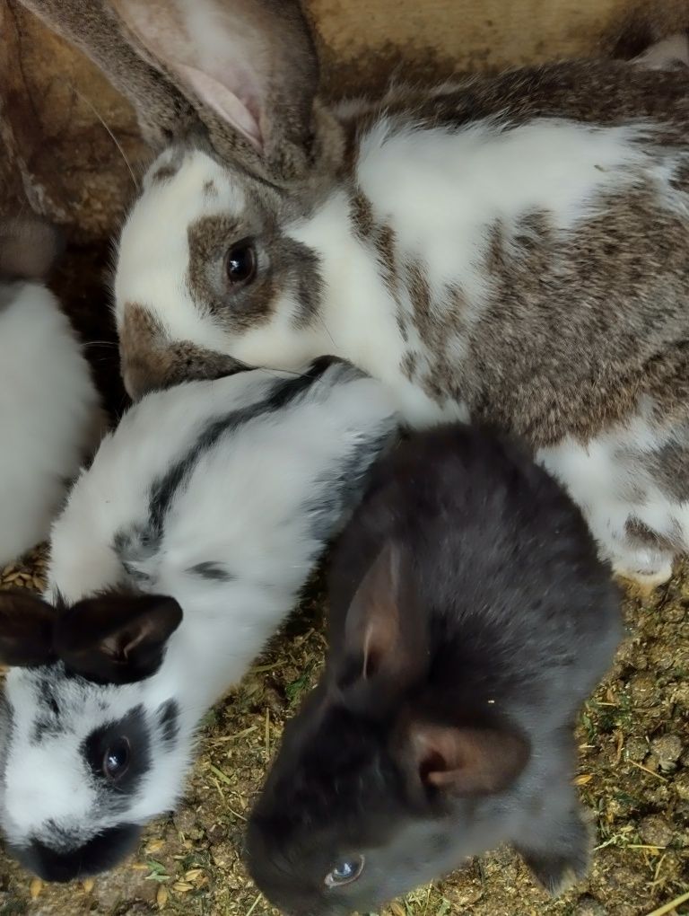 Продам кроликів молодняк