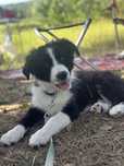 border collie suczka