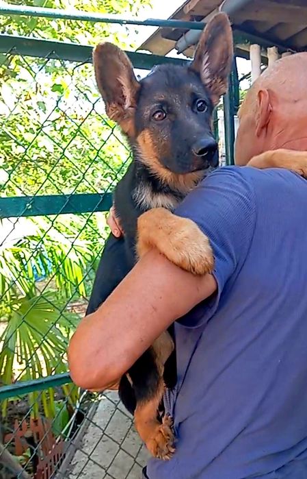 Питомник предлогает щенков нем овчарки.